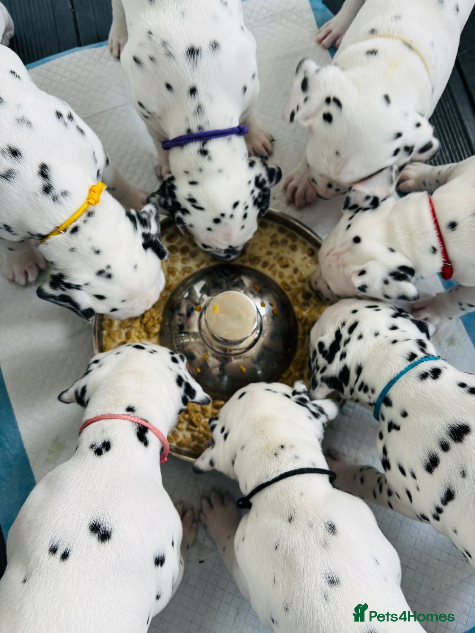 Dalmatian dogs Dalmatian puppies (5 males and 2 bitches) - Advert 1