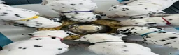 Dalmatian dogs for sale: Dalmatian puppies (5 males and 2 bitches) - Advert 1