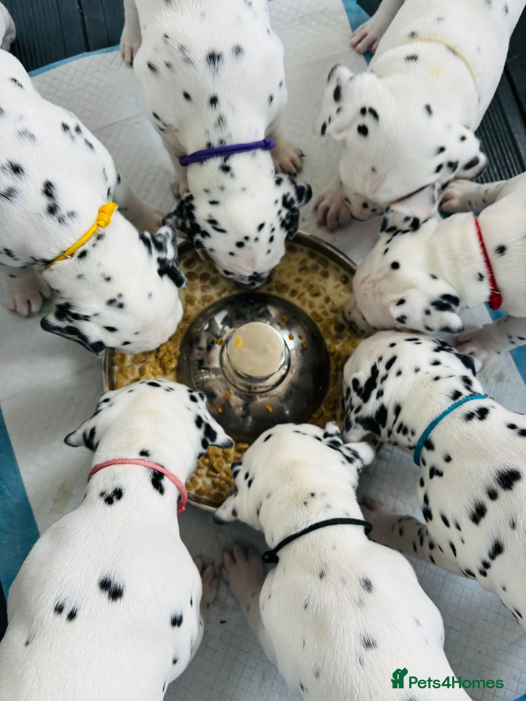 Dalmatian dogs for sale: Dalmatian puppies (5 males and 2 bitches) - Advert 1
