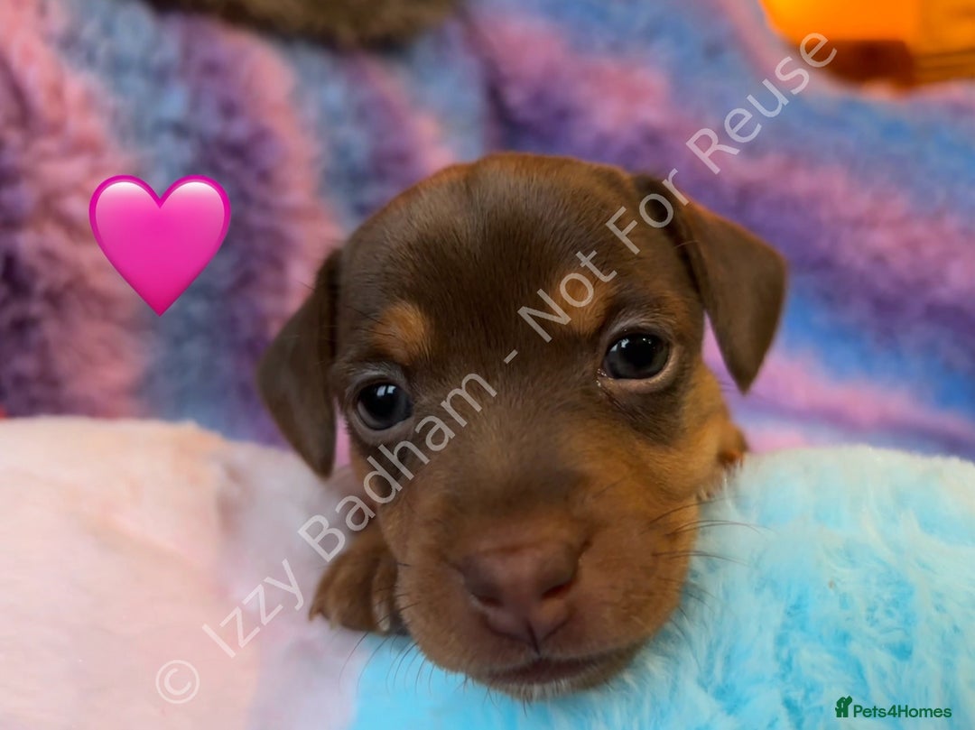 Jack Russell dogs for sale: Lilac and Chocolate Jack Russell Terrier Puppies  - Advert 16