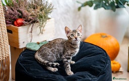 Bengal cats for sale: Bailey-TICA Bengal Girl, Excellent Genetic & Look - Image 12