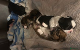 Lhasa Apso dogs for sale: 3rd generation Lhasa poo puppies  - Image 4