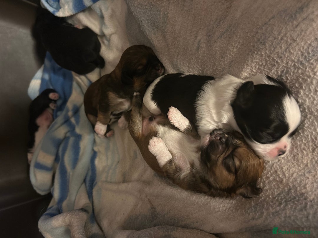 Lhasa Apso dogs for sale: 3rd generation Lhasa poo puppies  - Image 4