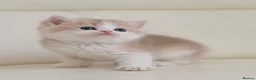 British Shorthair cats for sale: Rare color Bicolor Lilac Golden Chinchilla  - Advert 3