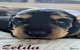 Miniature Dachshund dogs for sale: Miniature Longhaired Dachshunds - Image 6