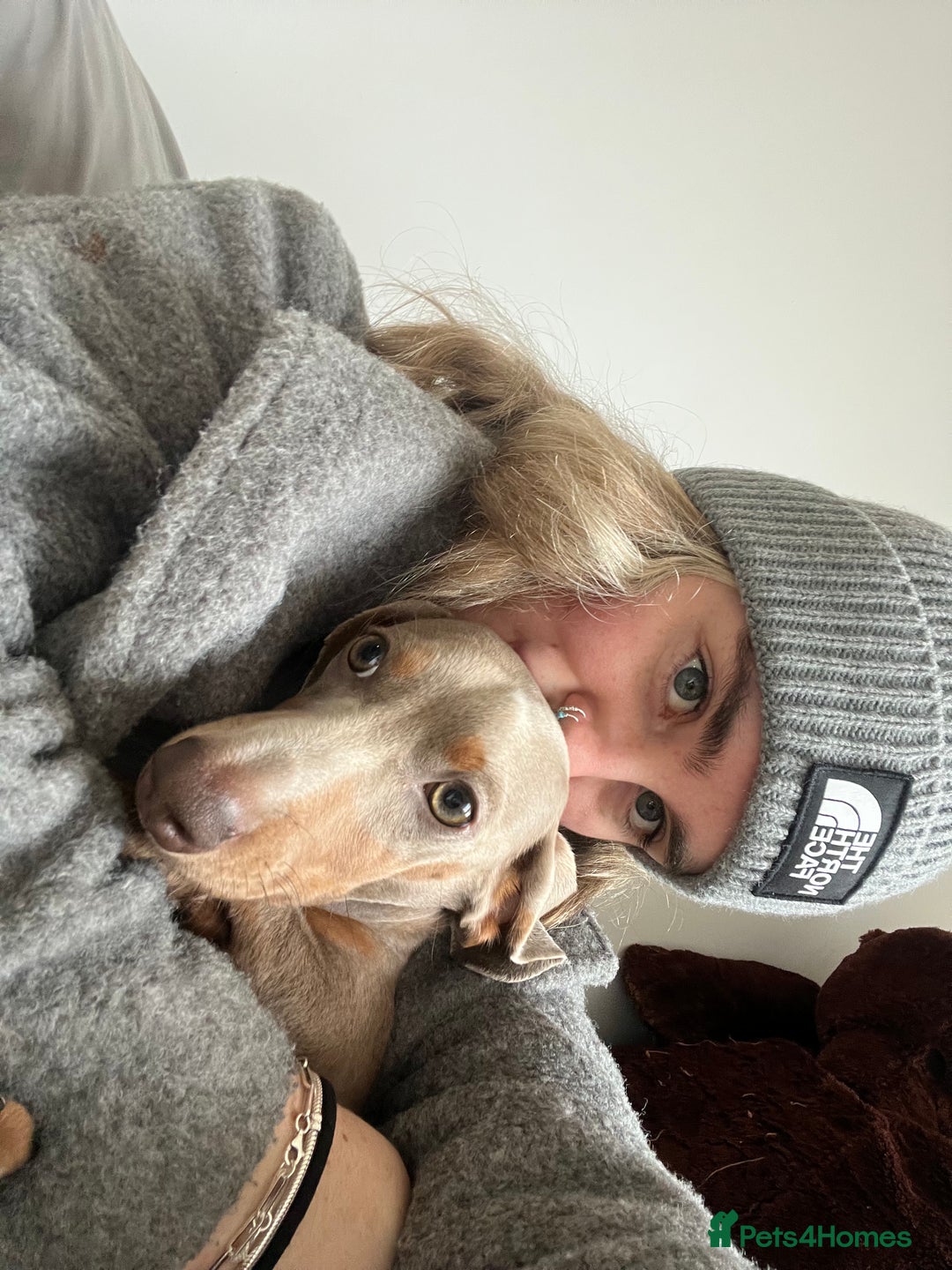 Miniature Dachshund dogs for sale: 9 month, KC registered miniature dachshund  - Advert 19