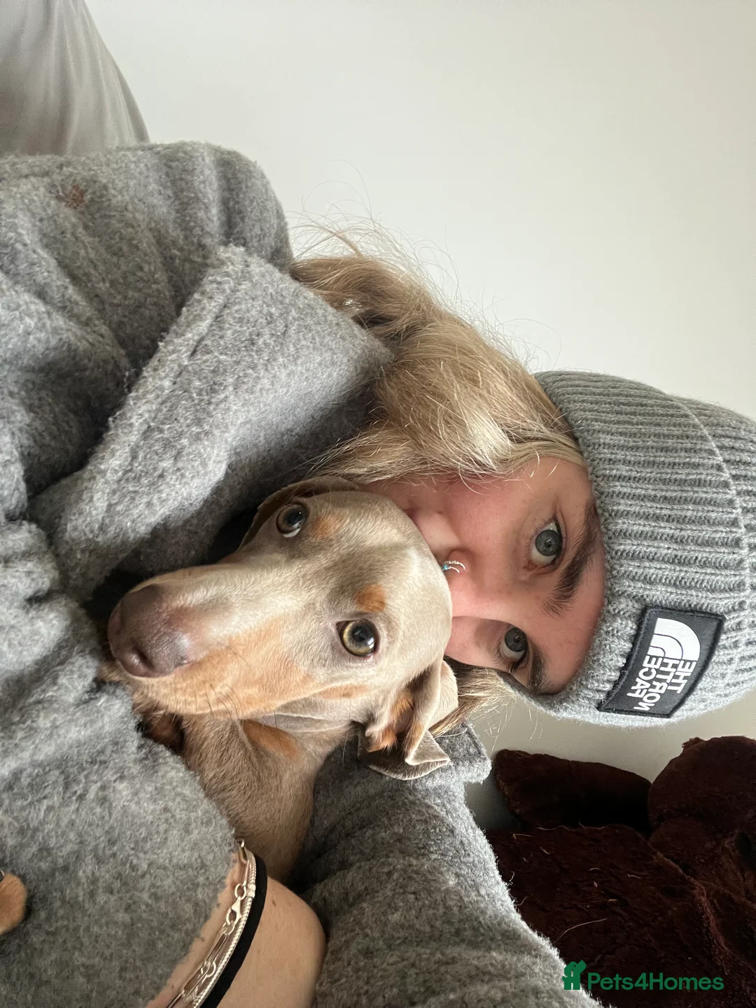 Miniature Dachshund dogs for sale: 9 month, KC registered miniature dachshund  - Advert 19