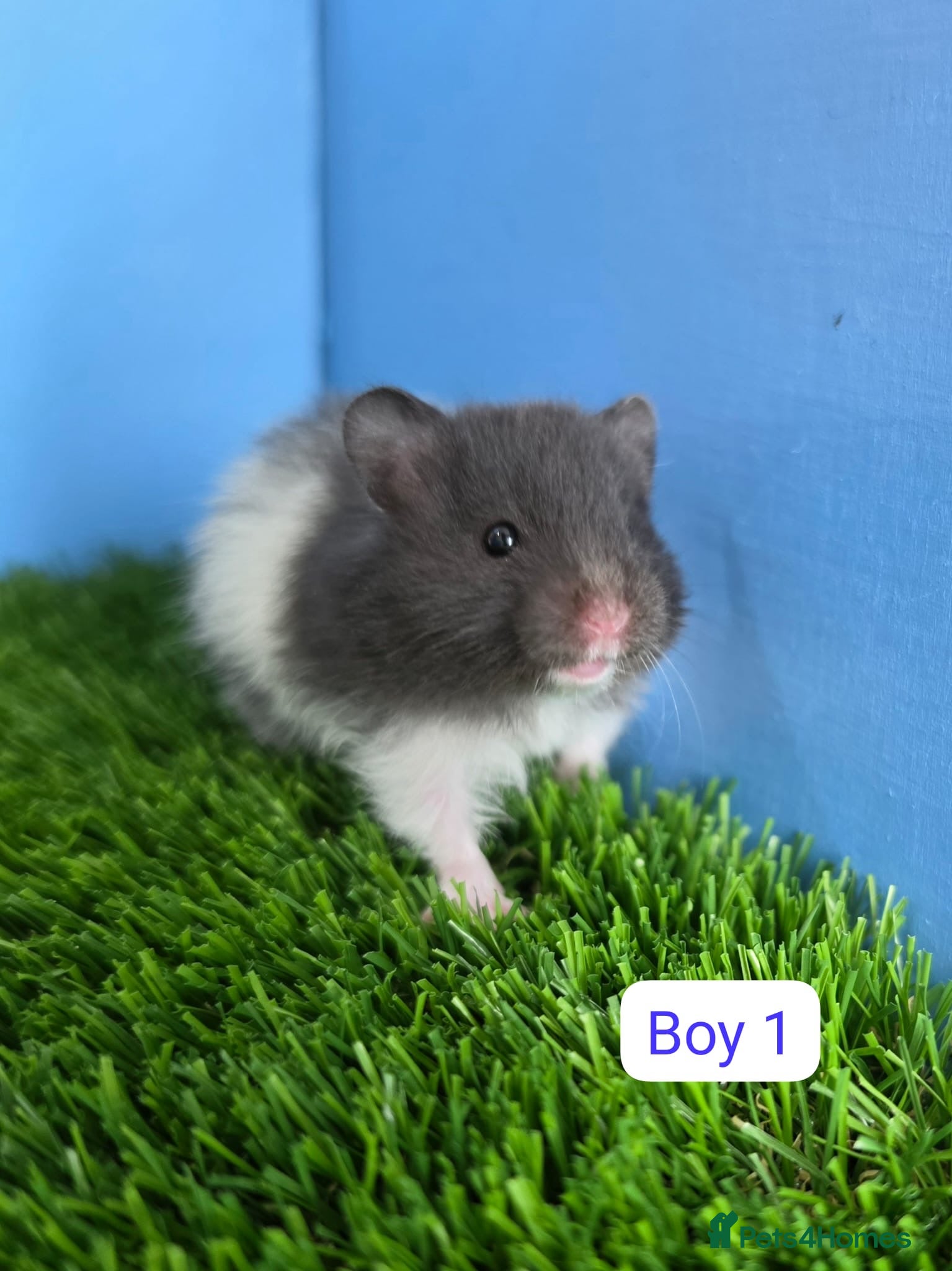 Hamster rodents Syrian Hamster Babies Baby Male Female Pedigree - Advert 1