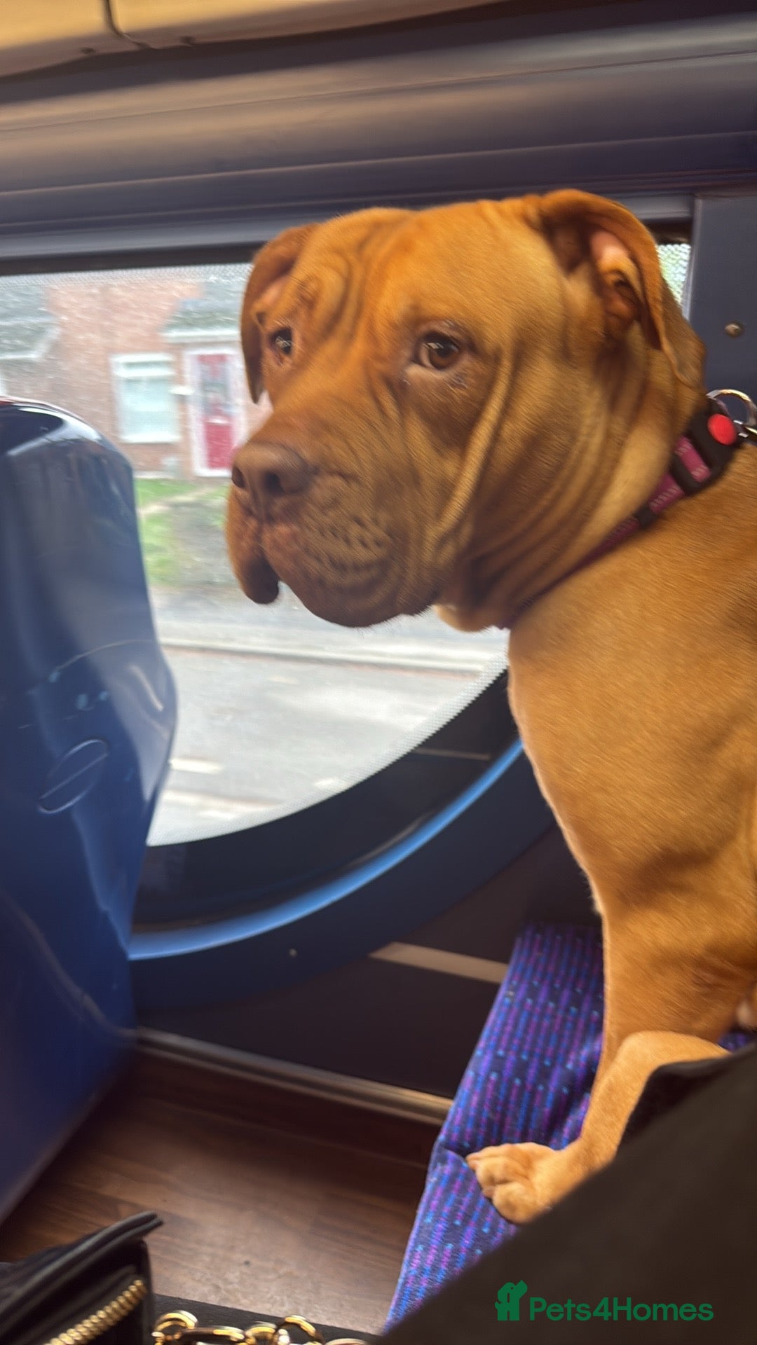 Mixed Breed dogs for sale: Sandy - Advert 7