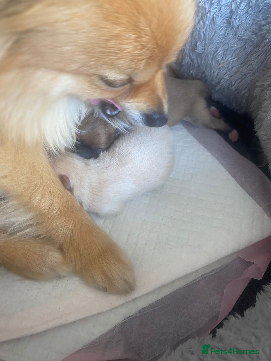 Pomeranian dogs for sale: Energetic Pome - Image 10
