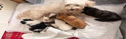 Mixed Breed dogs for sale: Malshipoo puppies in Forfar - Advert 15