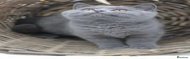 British Shorthair 1 blue male 