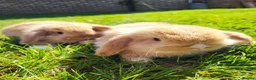 Mini Lop rabbits for sale: Amazing Mini Lop Bunnies for sale  - Advert 7