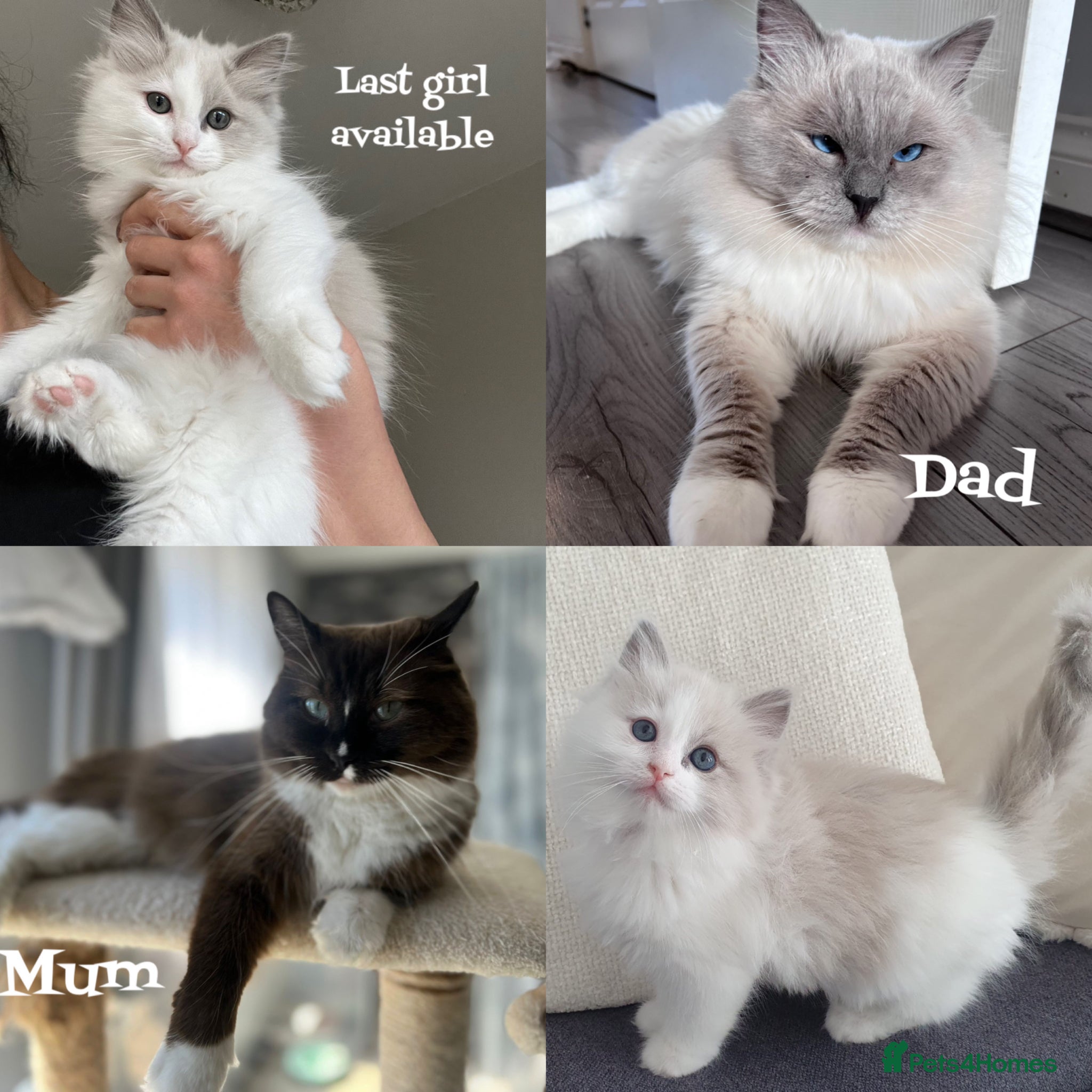 Ragdoll cats READY! RARE! Last cherubim girl left 🤍 - Advert 3
