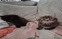 Mixed Breed cats for sale: Gorgeous fluffy chunky little babies  - Image 10