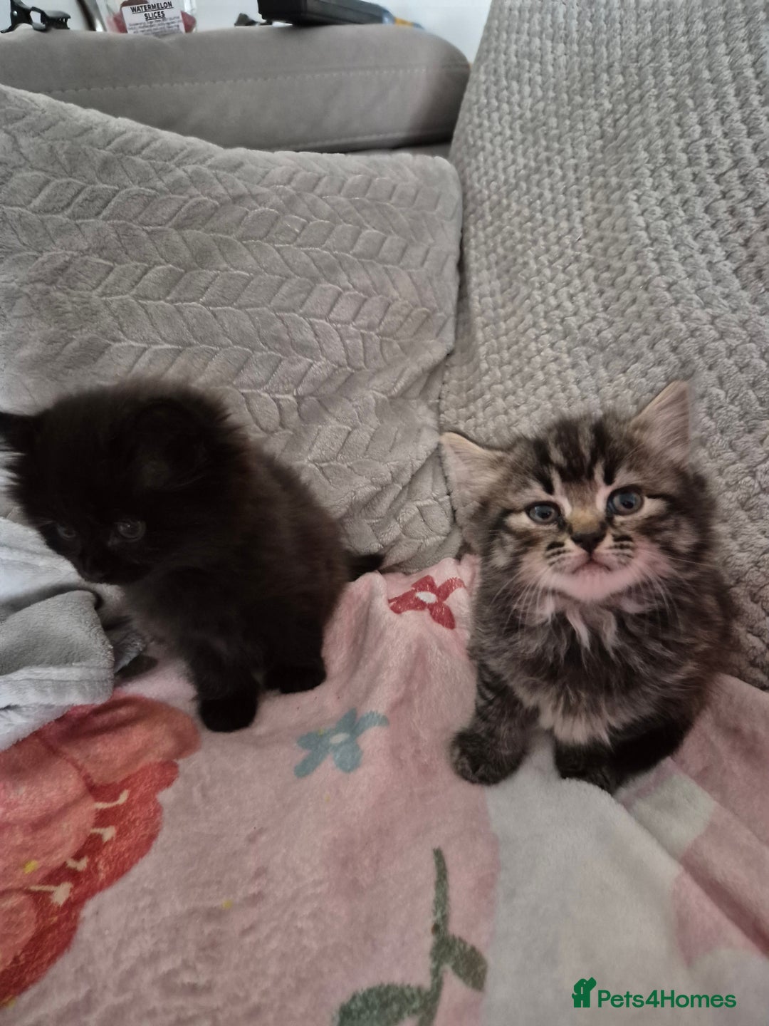 Mixed Breed cats for sale: Gorgeous fluffy chunky little babies  - Image 10