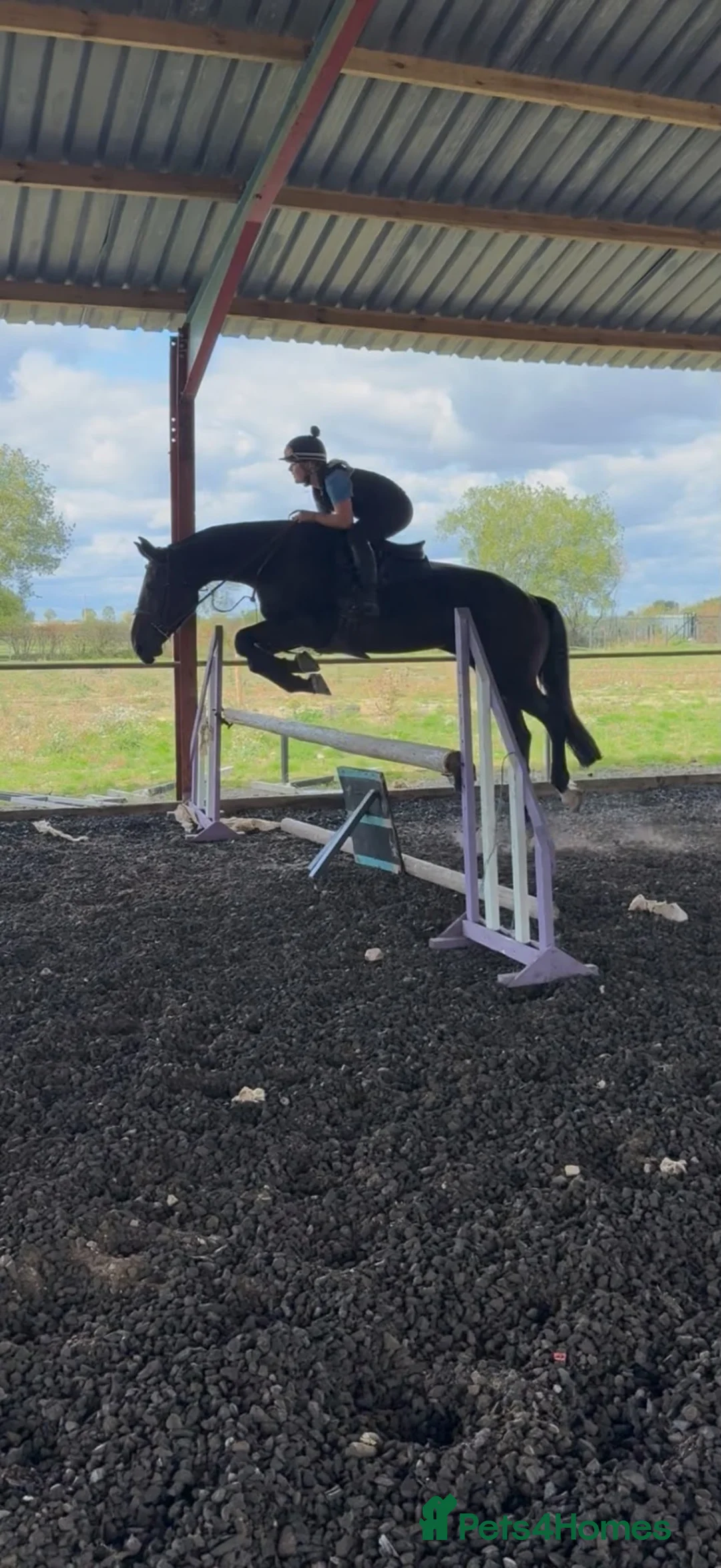 Irish Cob horses for sale: 16hh Black Cob Mare (Black Betty) - Advert 2