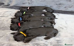 Miniature Schnauzer dogs for sale: Quality Mini Schnauzers - Image 15