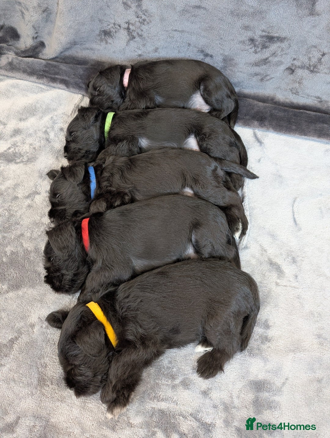 Miniature Schnauzer dogs for sale: Quality Mini Schnauzers - Image 15
