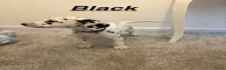 Dalmatian dogs for sale: 5 gen KC Dalmatians AVAILABLE NOW - Advert 16