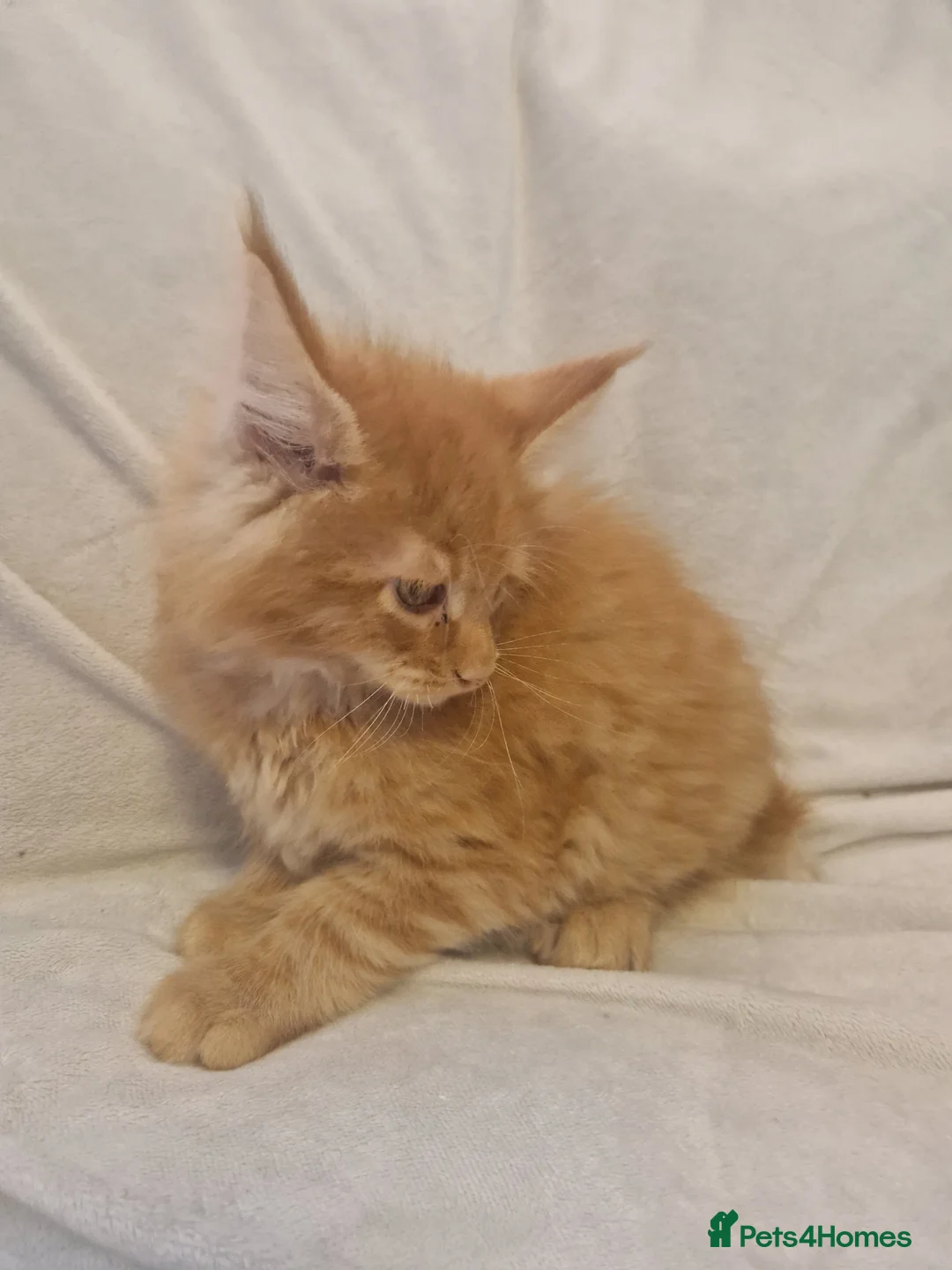 Maine Coon cats for sale: Maine Coon kittens - Advert 22