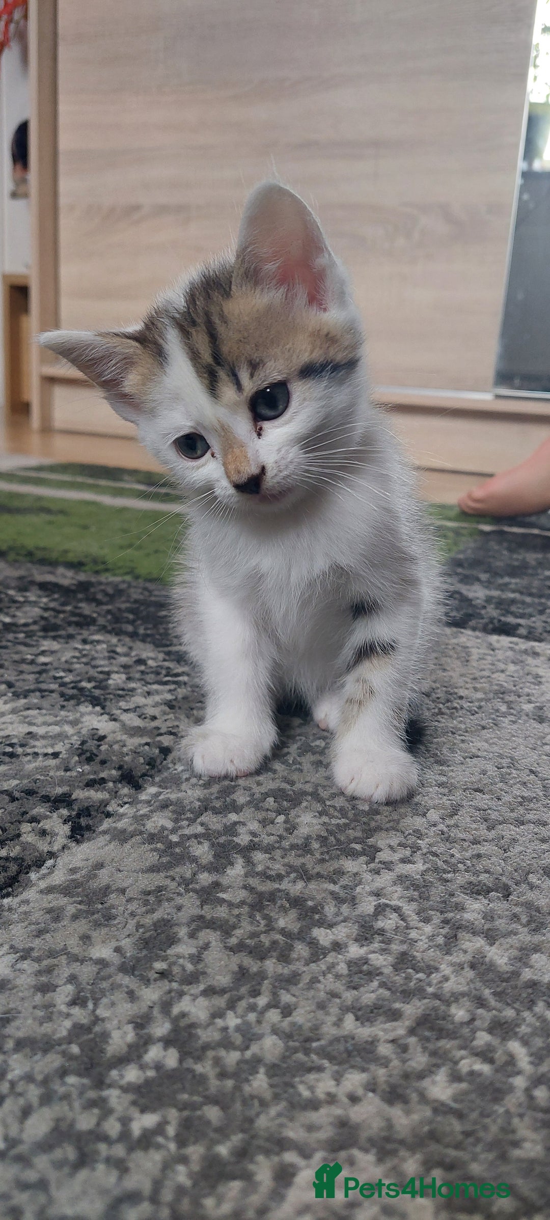 Mixed Breed cats for sale: 6 Kittens for sale - Image 1