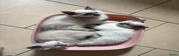 Ragdoll cats for sale: Bluepoint Ragdol female  - Advert 9