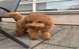 Cavapoo dogs for sale: Gorgeous Puppies ✨🐶 5 in litter Cavapo f1b dog   - Image 17