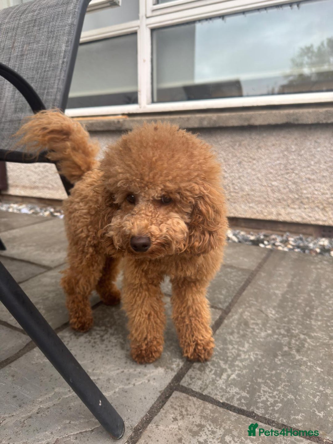 Cavapoo dogs for sale: Gorgeous Puppies ✨🐶 5 in litter Cavapo f1b dog   - Image 17