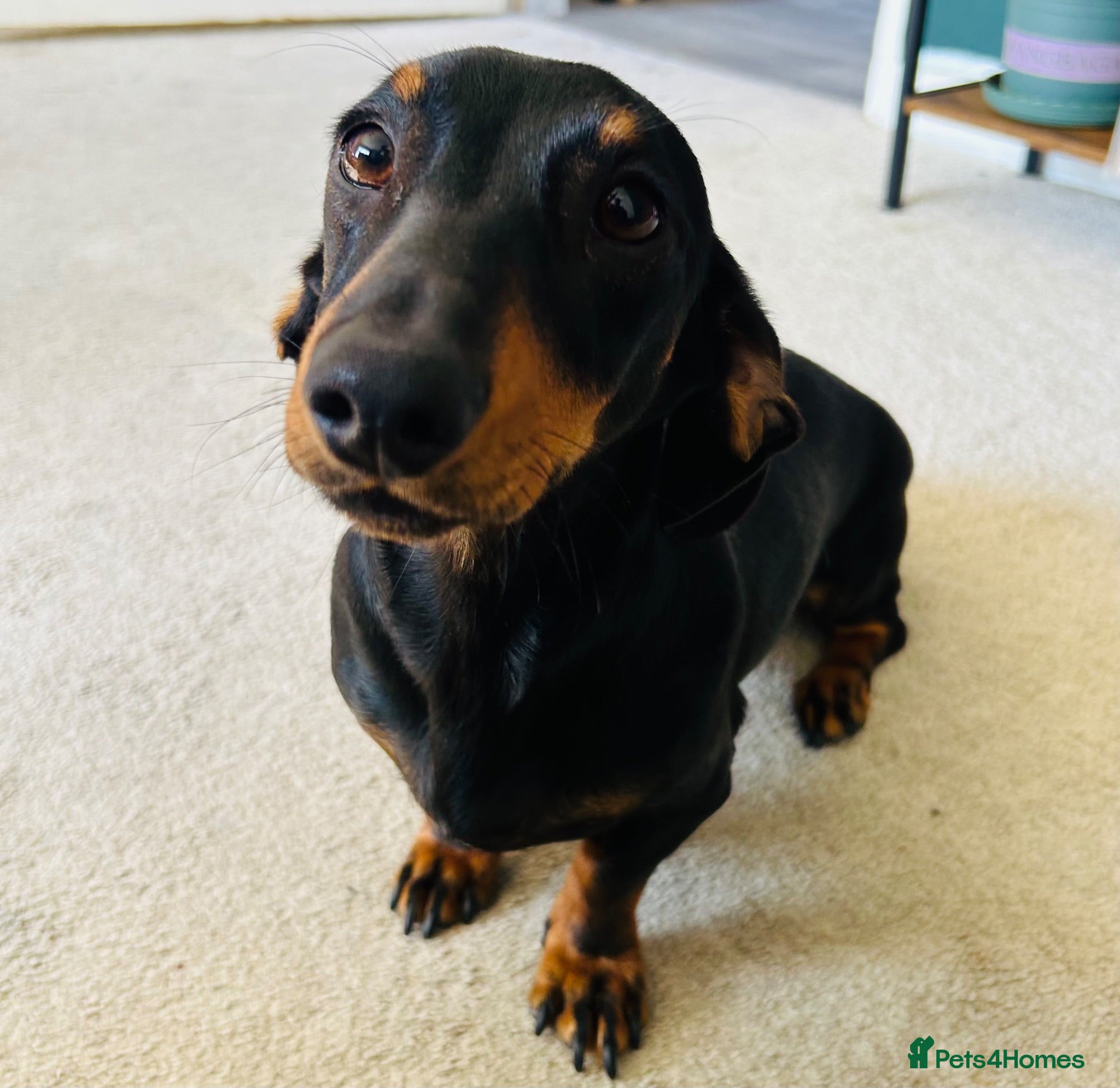 Dachshund dogs Please meet ‘Pika’ - Advert 1