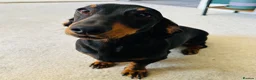 Dachshund dogs for sale: Please meet ‘Pika’ - Advert 1