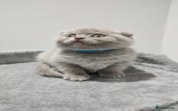 Scottish Fold cats for sale: Scottish fold / straight kittens for sale  - Image 3