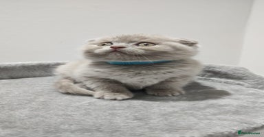 Scottish Fold cats - Advert 11