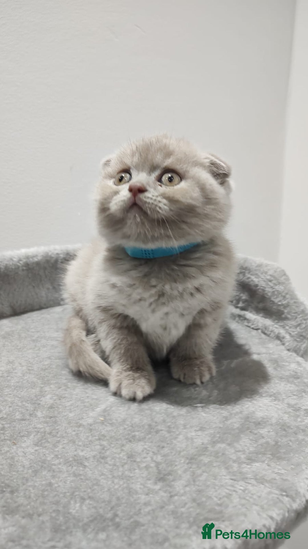 Scottish Fold cats for sale: Scottish fold / straight kittens for sale  - Image 3