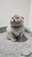 Scottish Fold cats - Advert 15