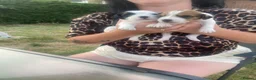Jack Russell dogs for sale: Jack Russel terrier mix puppies not pure!  - Advert 2