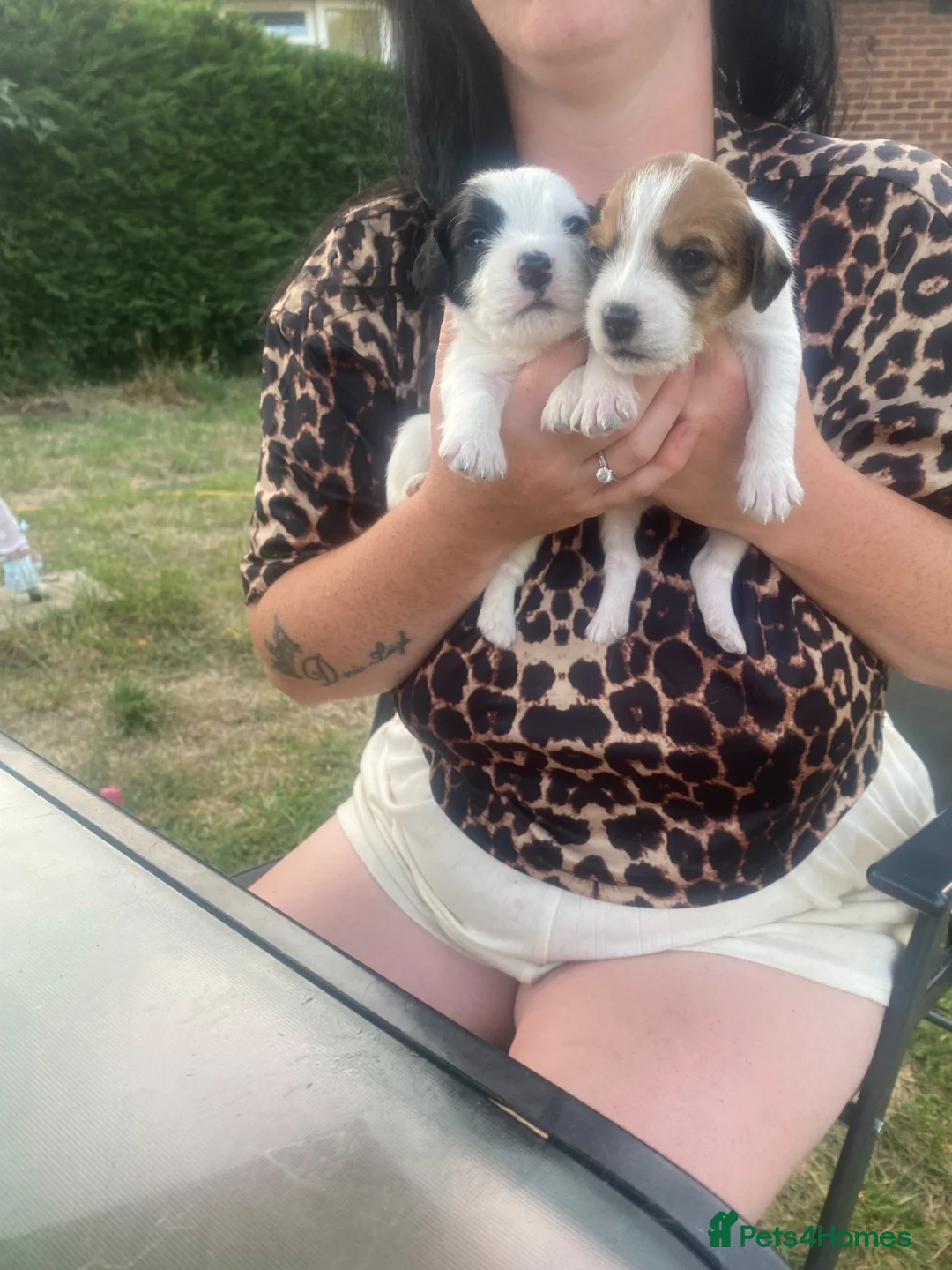 Jack Russell dogs for sale: Jack Russel terrier mix puppies not pure!  - Advert 2