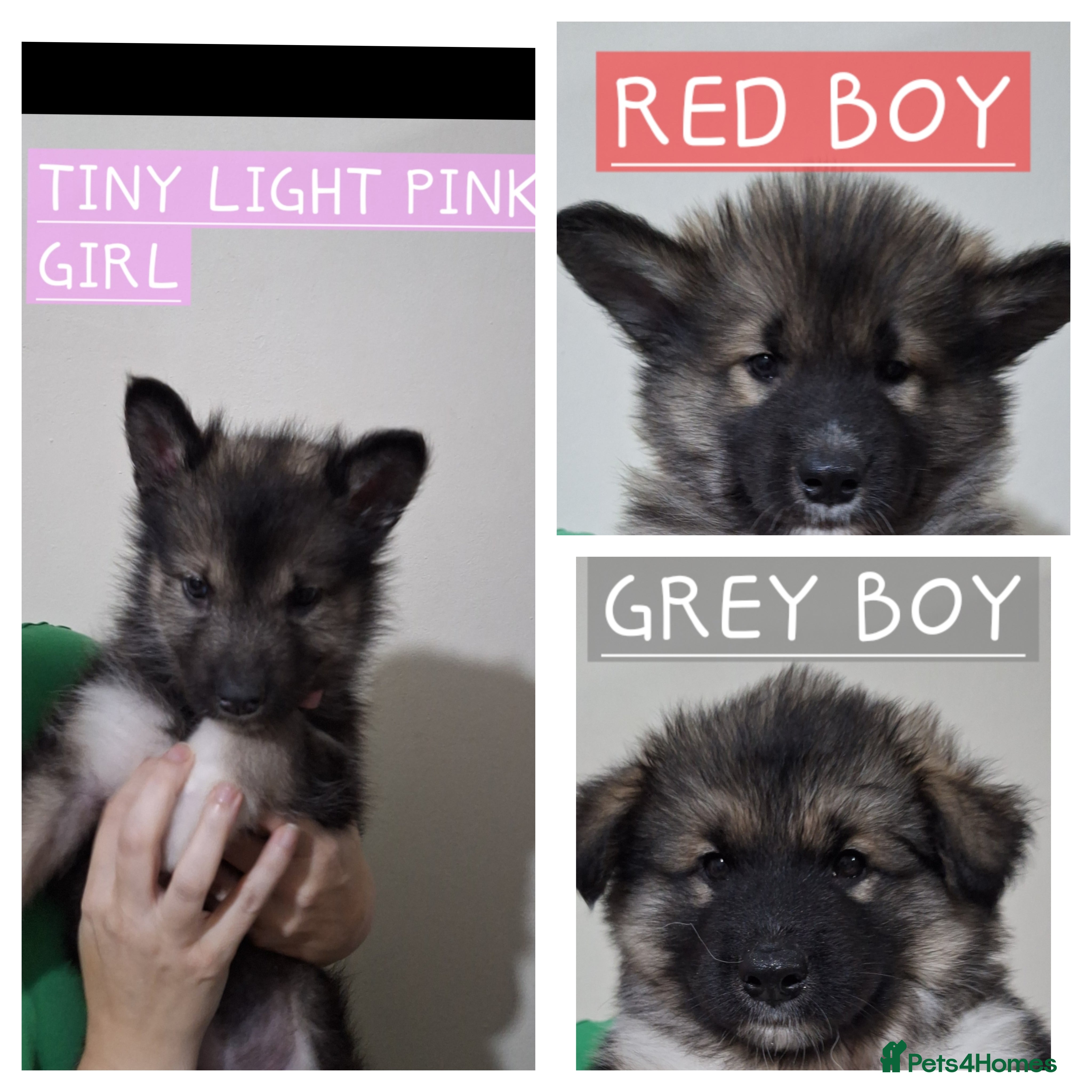 Mixed Breed dogs 3 remaining Alaskan Shepherds  - Advert 5