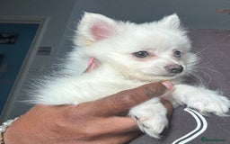 Pomchi dogs for sale: Beautiful Fluffy Pomchi Last Boy - Image 38