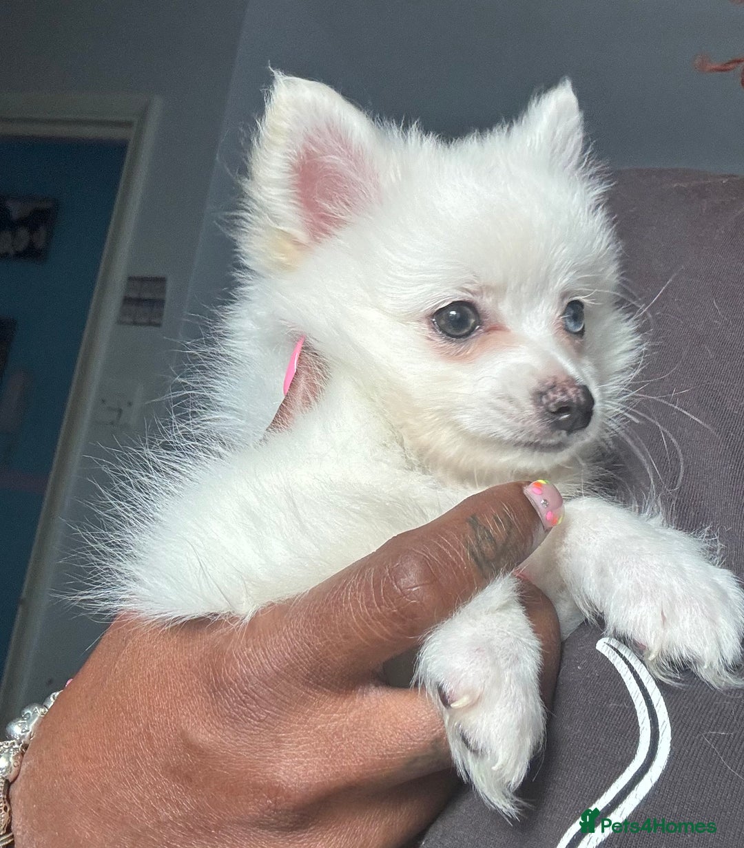Pomchi dogs for sale: Beautiful Fluffy Pomchi Last Boy - Image 38
