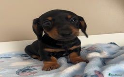 Miniature Dachshund dogs for sale: Stunning miniature dachshund  - Image 1
