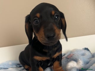 Miniature Dachshund dogs - Advert 2