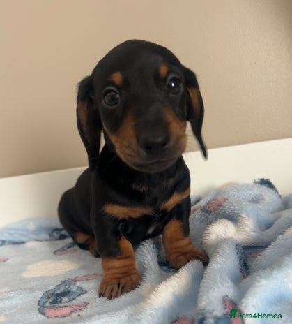 Miniature Dachshund dogs - Advert 1