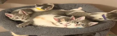 Maine Coon 7