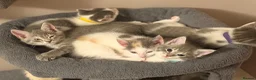 Maine Coon cats for sale: Mainecoon x kittens  in Barnstaple - Advert 2