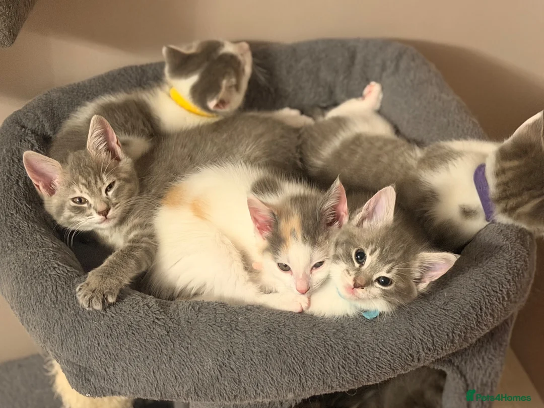 Maine Coon cats for sale: Mainecoon x kittens  in Barnstaple - Advert 2