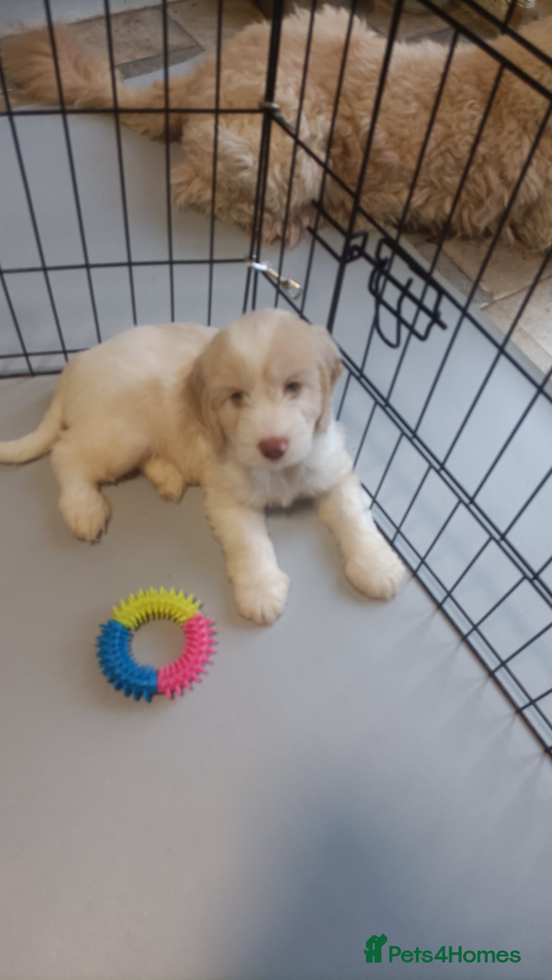 Cockapoo dogs for sale: Cockapoo F1B - Image 11