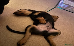 Rottweiler dogs for sale: Denzil  - Image 6