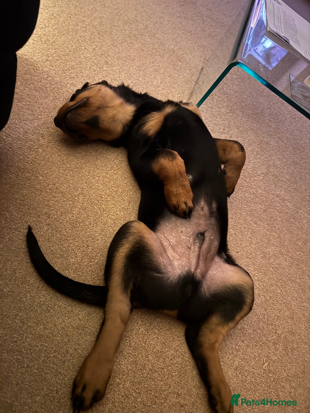 Rottweiler dogs for sale: Denzil  - Image 6
