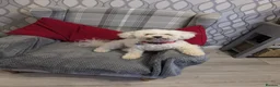 Bichon Frise dogs for sale: Pedigree Bichon Frise Puppies in Bedford - Advert 2